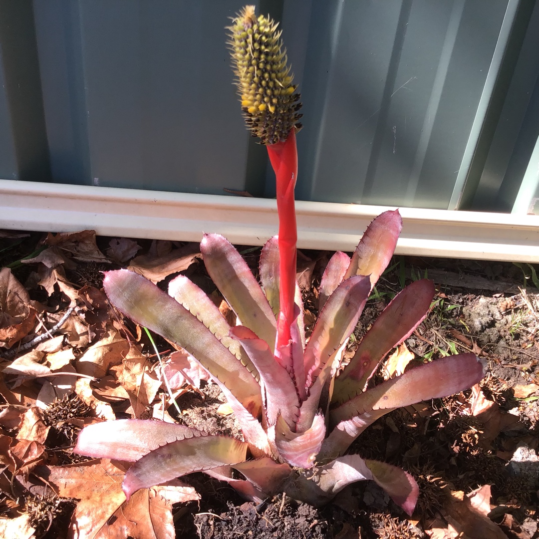 Aechmea pineliana var. minuta in the GardenTags plant encyclopedia Sun Bromeliad in the GardenTags plant encyclopedia