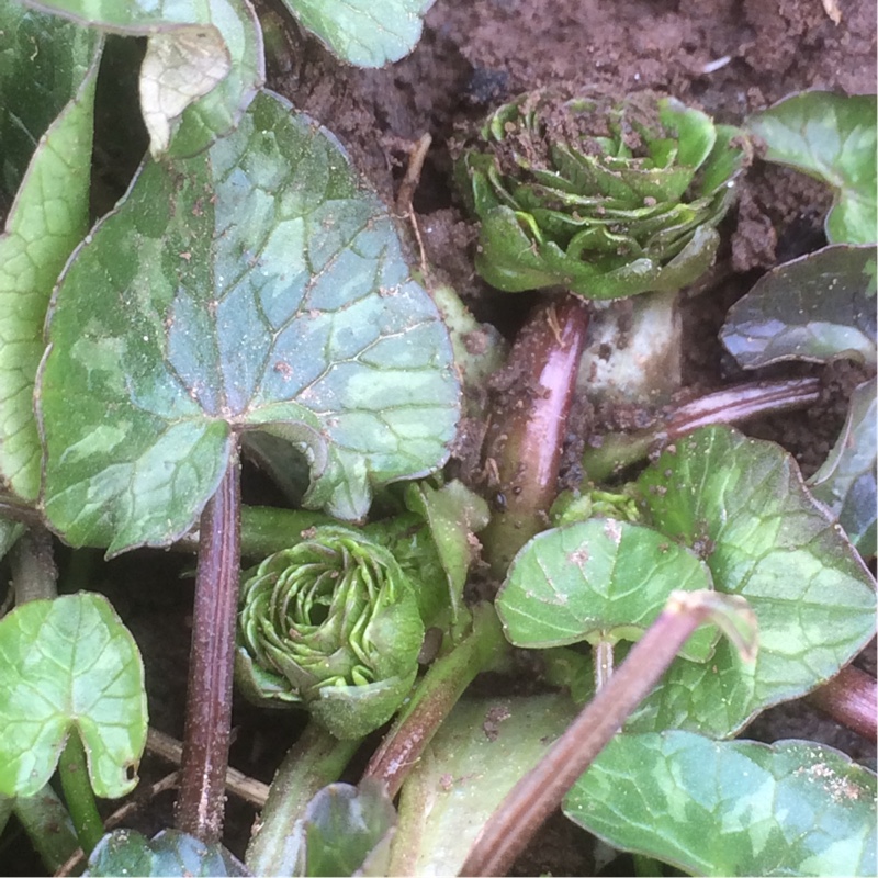 Ficaria verna Green Petal in the GardenTags plant encyclopedia Lesser Celandine Green Petal in the GardenTags plant encyclopedia