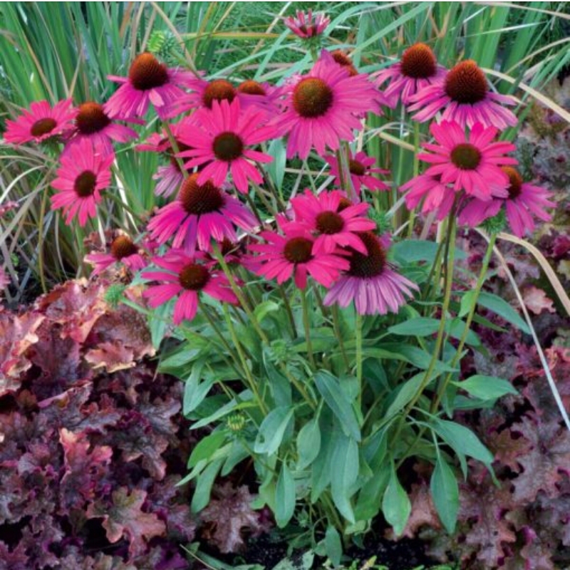 Echinacea Dixie Belle (Dixie Series) in the GardenTags plant encyclopedia Coneflower Dixie Belle in the GardenTags plant encyclopedia
