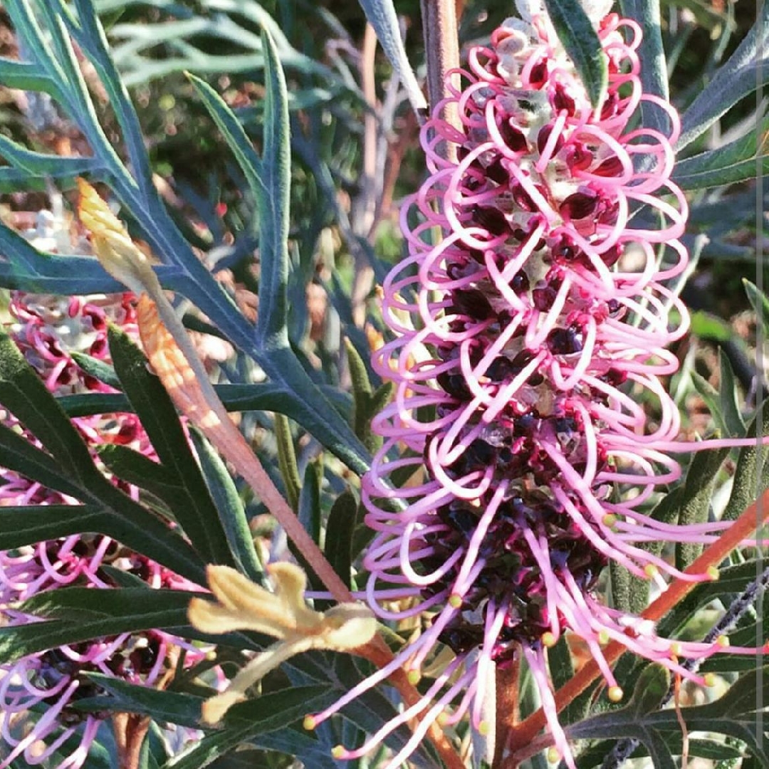 Grevillea Dorothy Gordon in the GardenTags plant encyclopedia Grevillea Dorothy Gordon in the GardenTags plant encyclopedia