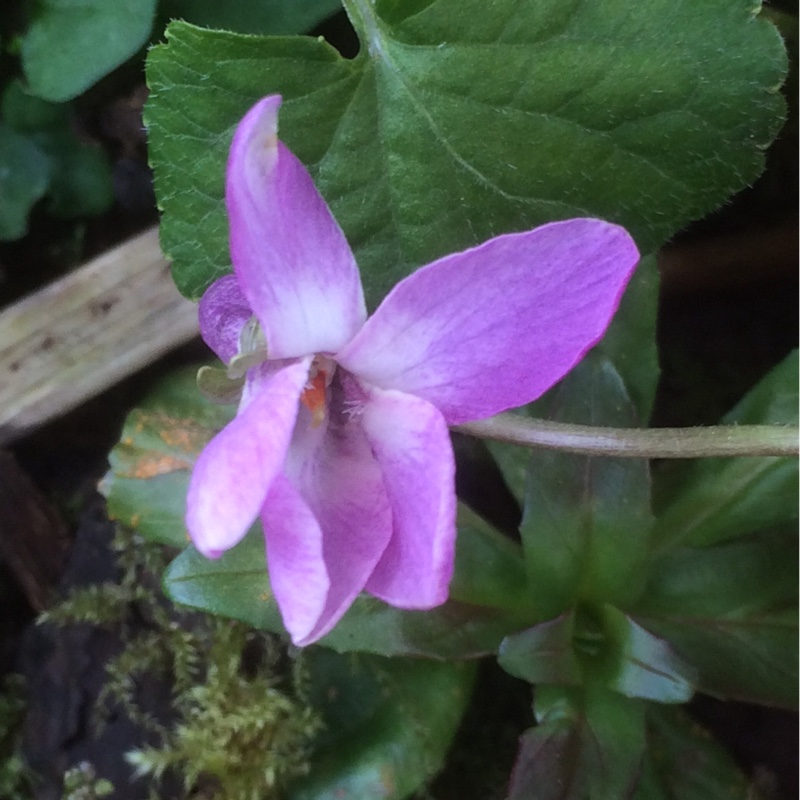 Viola odorata Orchid Pink in the GardenTags plant encyclopedia Sweet Violet Orchid Pink in the GardenTags plant encyclopedia