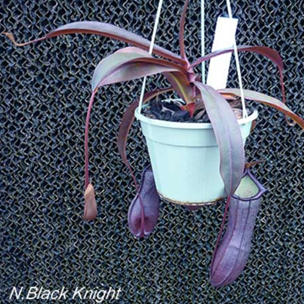 Nepenthes ventricosa x ramispina Black Knight in the GardenTags plant encyclopedia Pitcher Plant Black Knight in the GardenTags plant encyclopedia