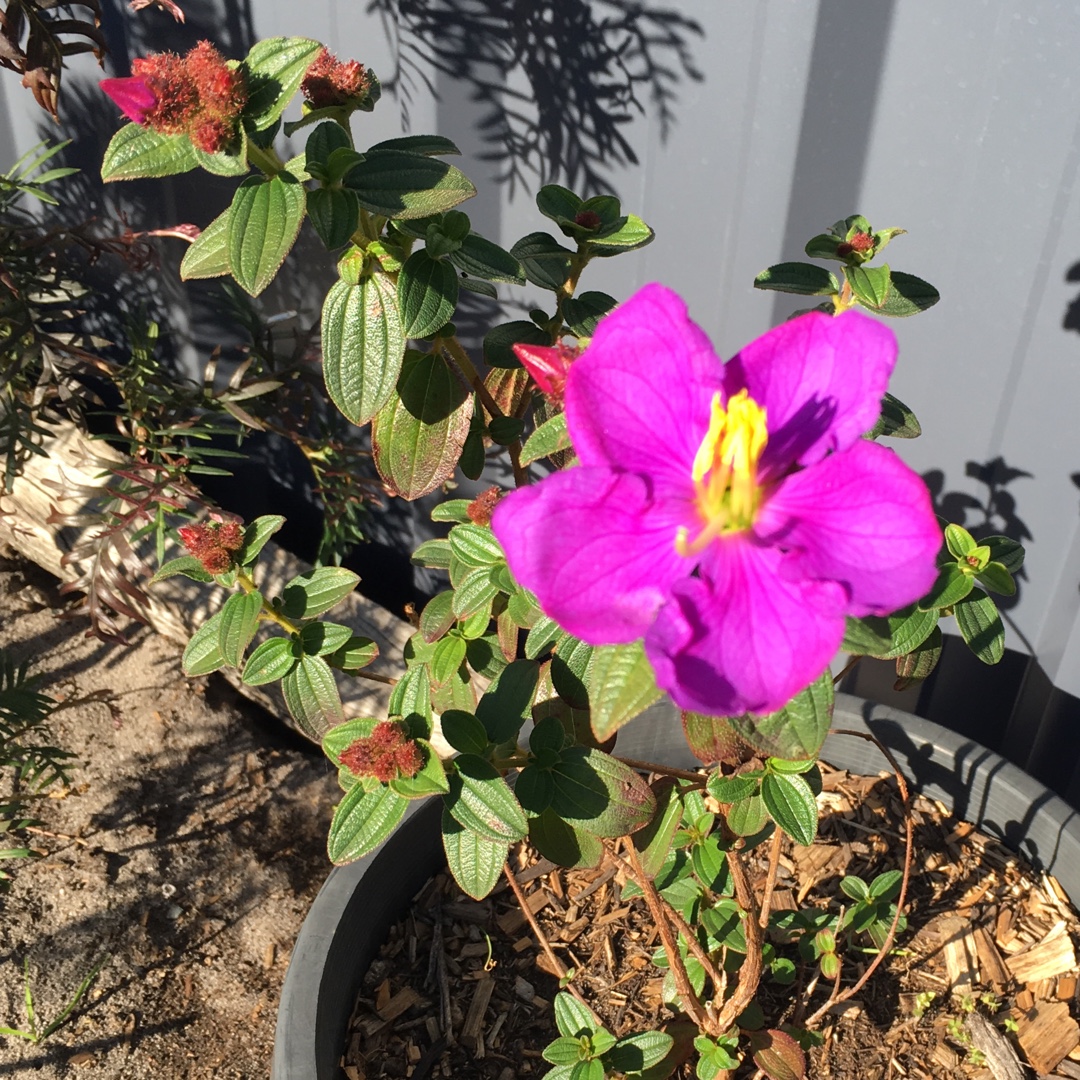 Blue Tongue in the GardenTags plant encyclopedia