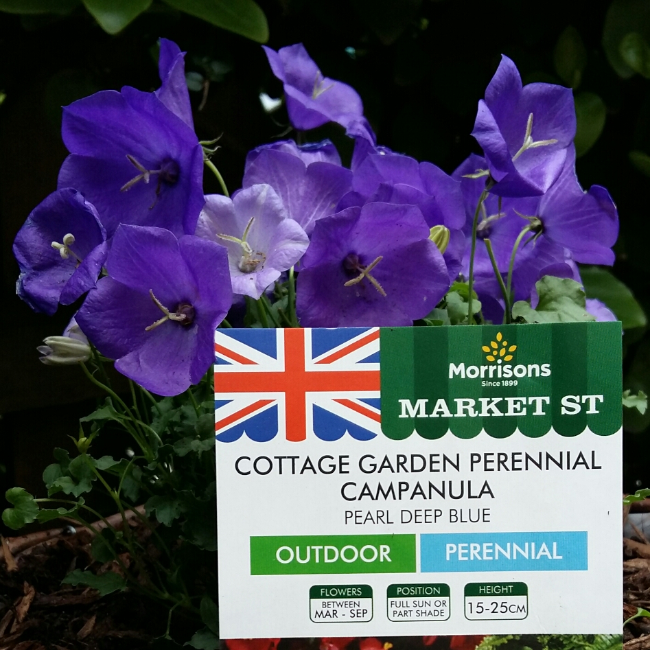 Campanula carpatica Pearl Deep Blue in the GardenTags plant encyclopedia Carpathian Bellflower Pearl Deep Blue in the GardenTags plant encyclopedia
