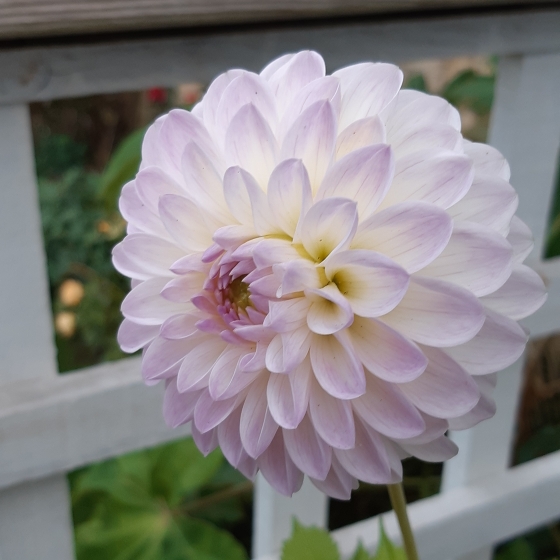 Dahlia Abbie in the GardenTags plant encyclopedia Dahlia Abbie (Decorative) in the GardenTags plant encyclopedia