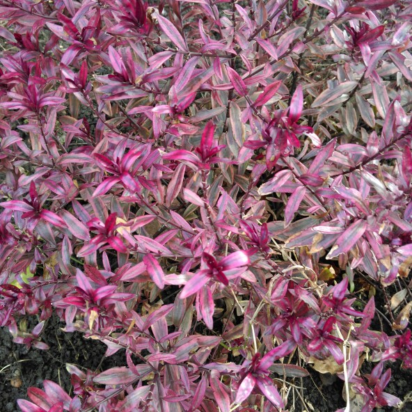 Hebe 'Wild Romance', Shrubby Veronica 'Wild Romance' in GardenTags plant  encyclopedia