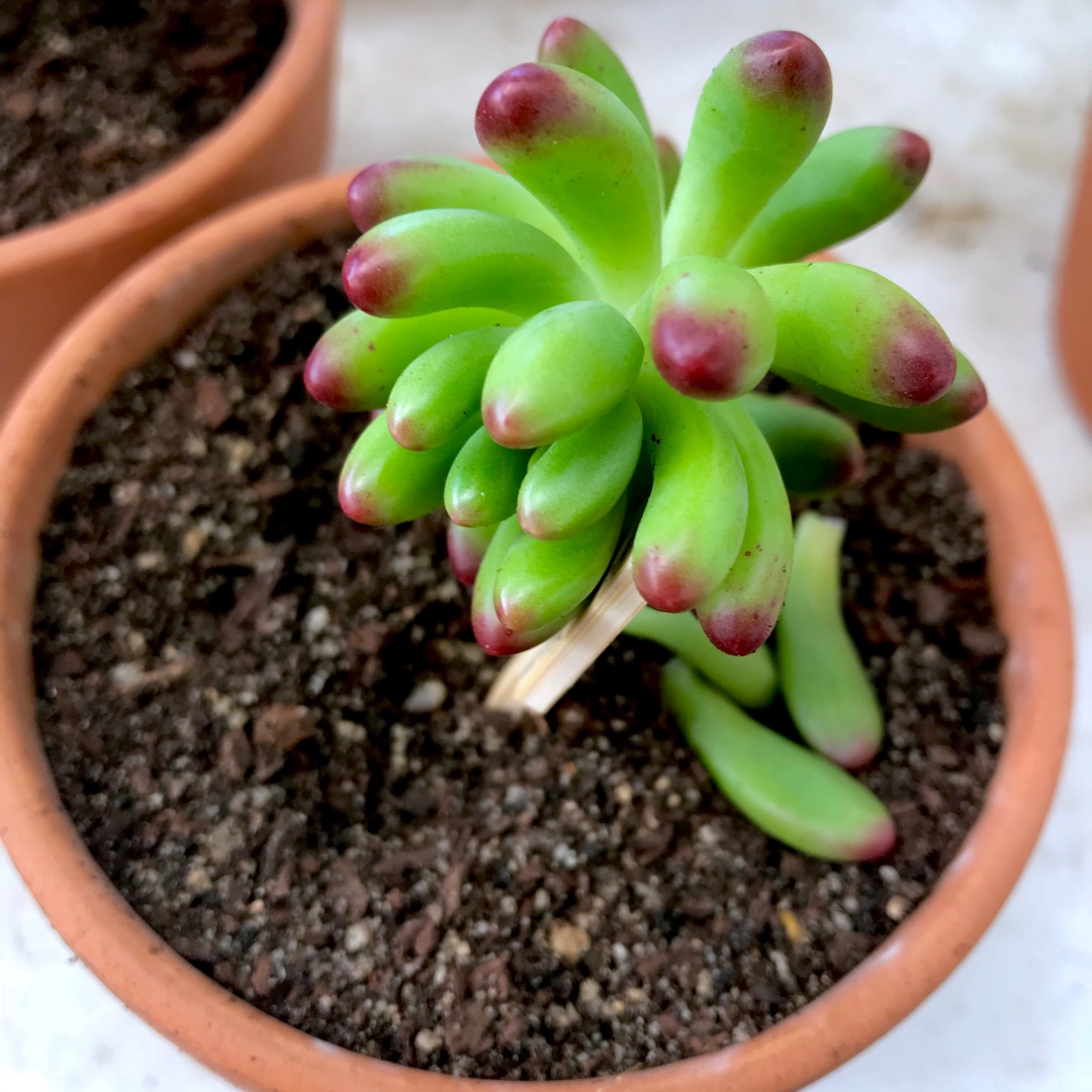 Sedum Pachyphyllum Hybrid in the GardenTags plant encyclopedia Sedum Pachyphyllum Hybrid in the GardenTags plant encyclopedia