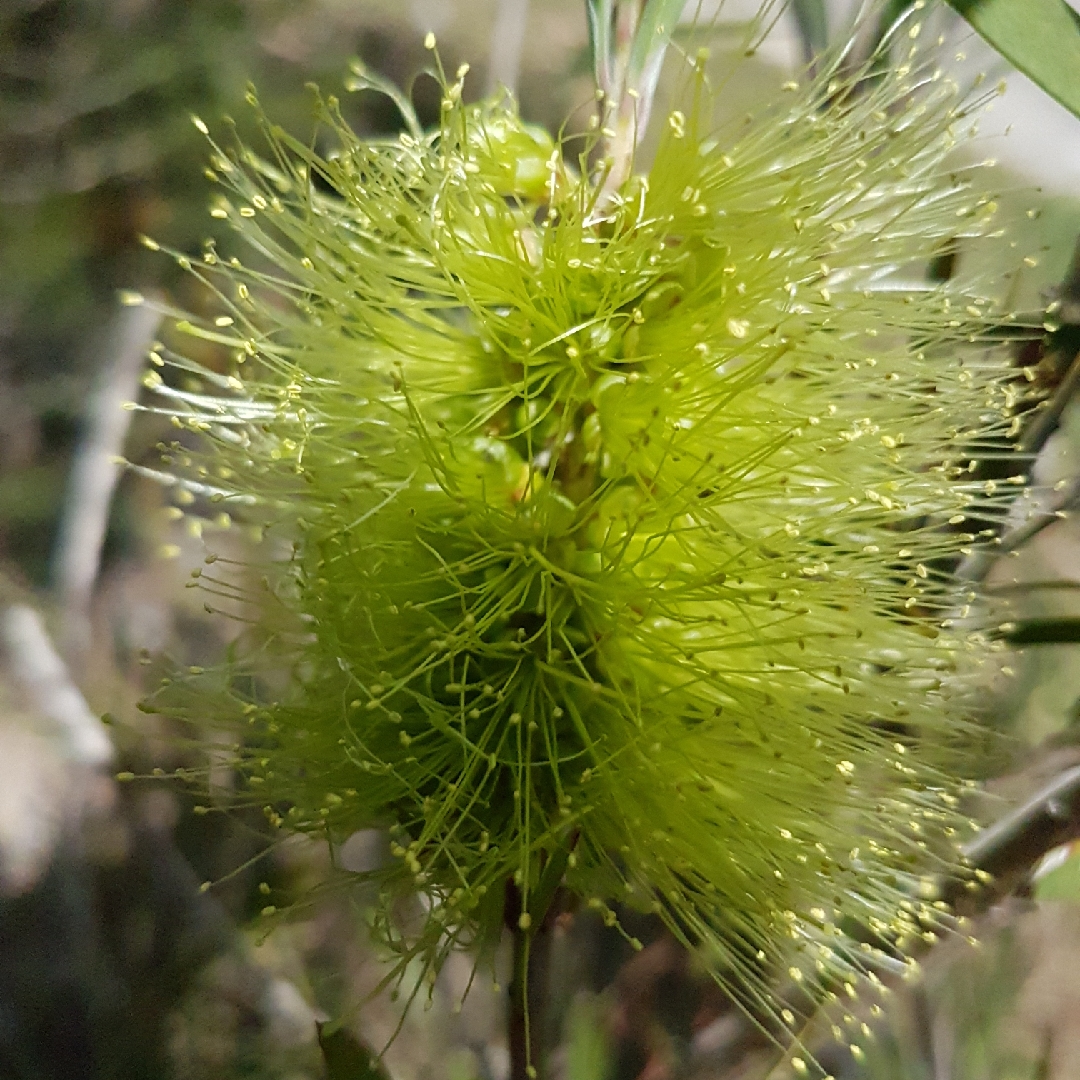 Callistemon pachyphyllus in the GardenTags plant encyclopedia Wallum Bottlebrush in the GardenTags plant encyclopedia