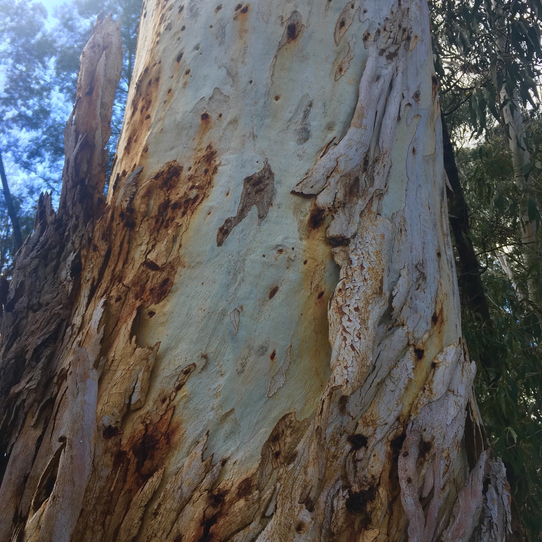 Manna Gum in the GardenTags plant encyclopedia