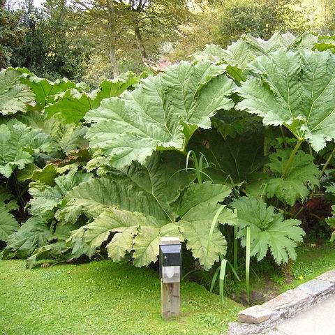 Gunnera manicata in the GardenTags plant encyclopedia Giant Rhubarb in the GardenTags plant encyclopedia