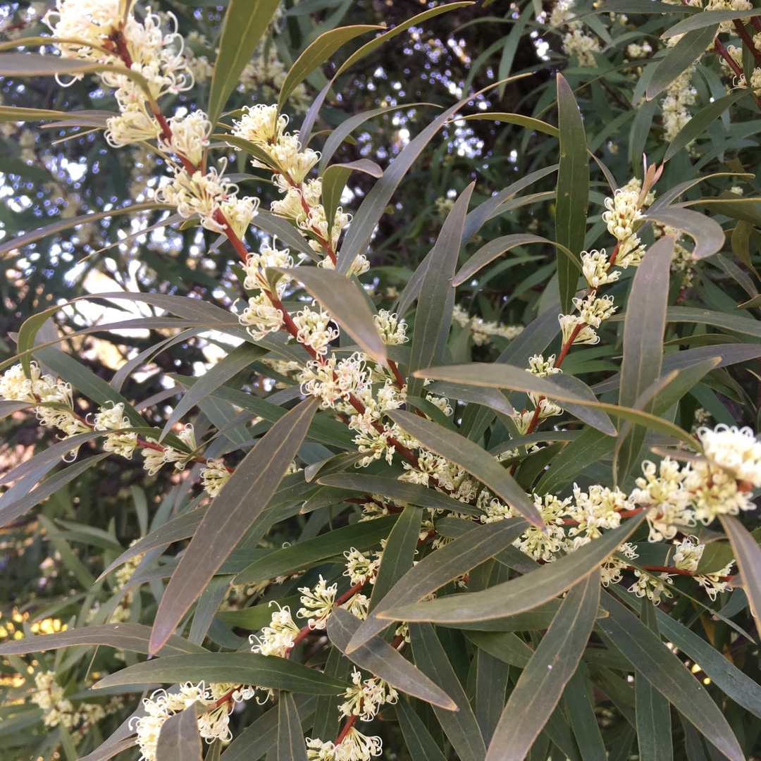 Hakea Salicifolia in the GardenTags plant encyclopedia Willow Leaved Hakea in the GardenTags plant encyclopedia