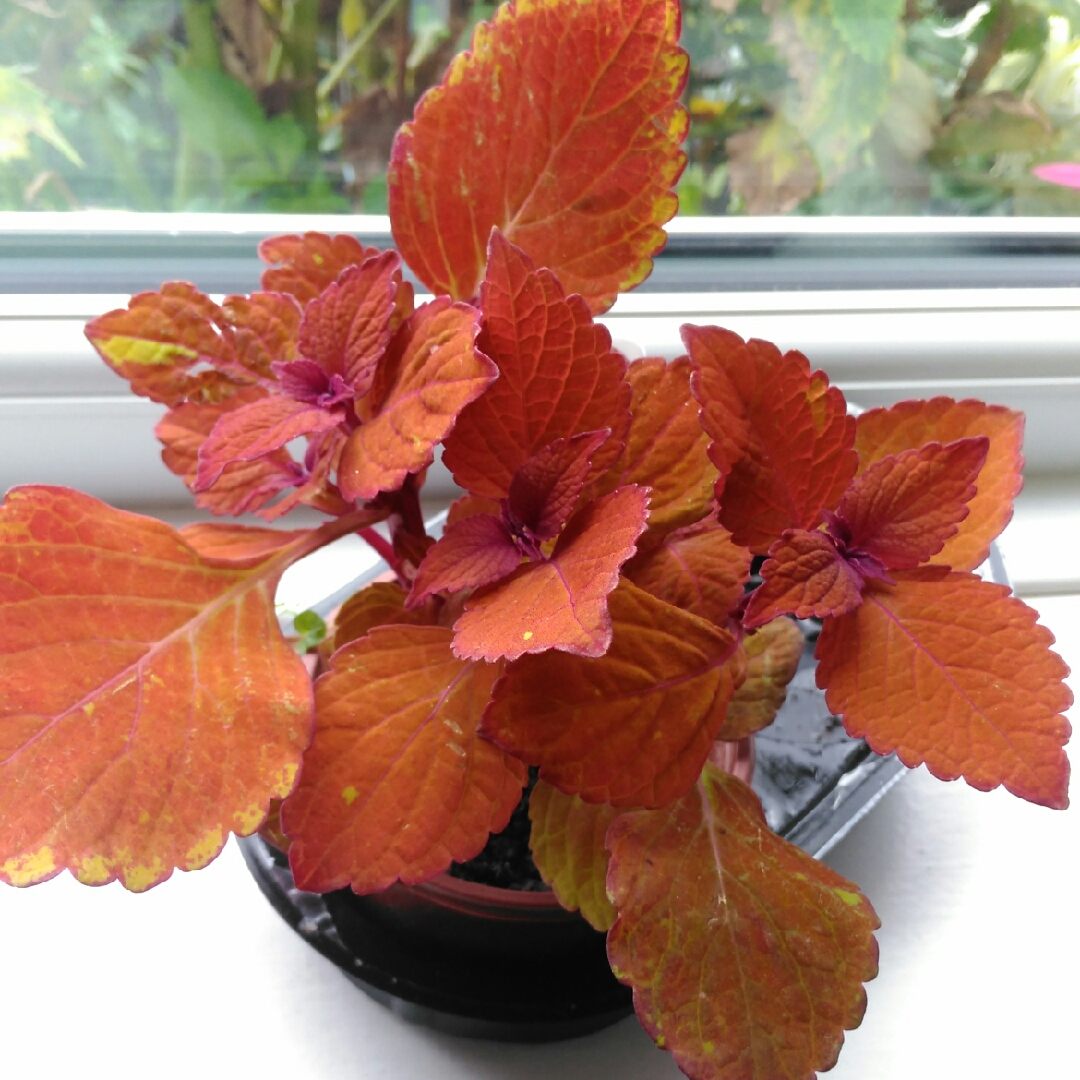 Plectranthus scutellarioides Chamaeleon in the GardenTags plant encyclopedia Coleus Chamaeleon in the GardenTags plant encyclopedia