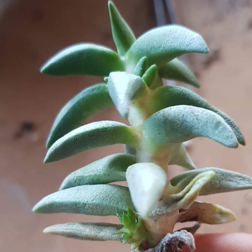 Crassula Congesta subsp. Laticephala in the GardenTags plant encyclopedia Crassula Laticephala in the GardenTags plant encyclopedia