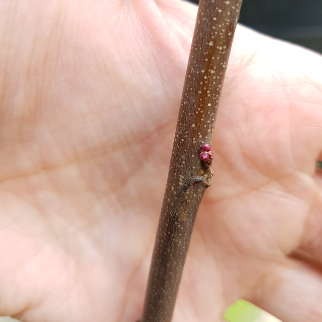 Redbud Hearts of Gold in the GardenTags plant encyclopedia