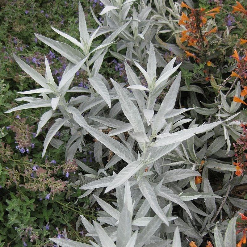 Artemisia ludoviciana Valerie Finnis in the GardenTags plant encyclopedia Western Mugwort Valerie Finnis in the GardenTags plant encyclopedia