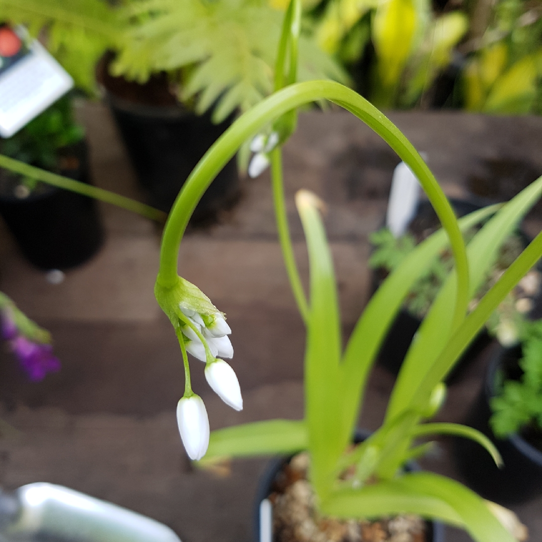 Allium (Species) Naples Garlic (Cowanii Group) in the GardenTags plant encyclopedia