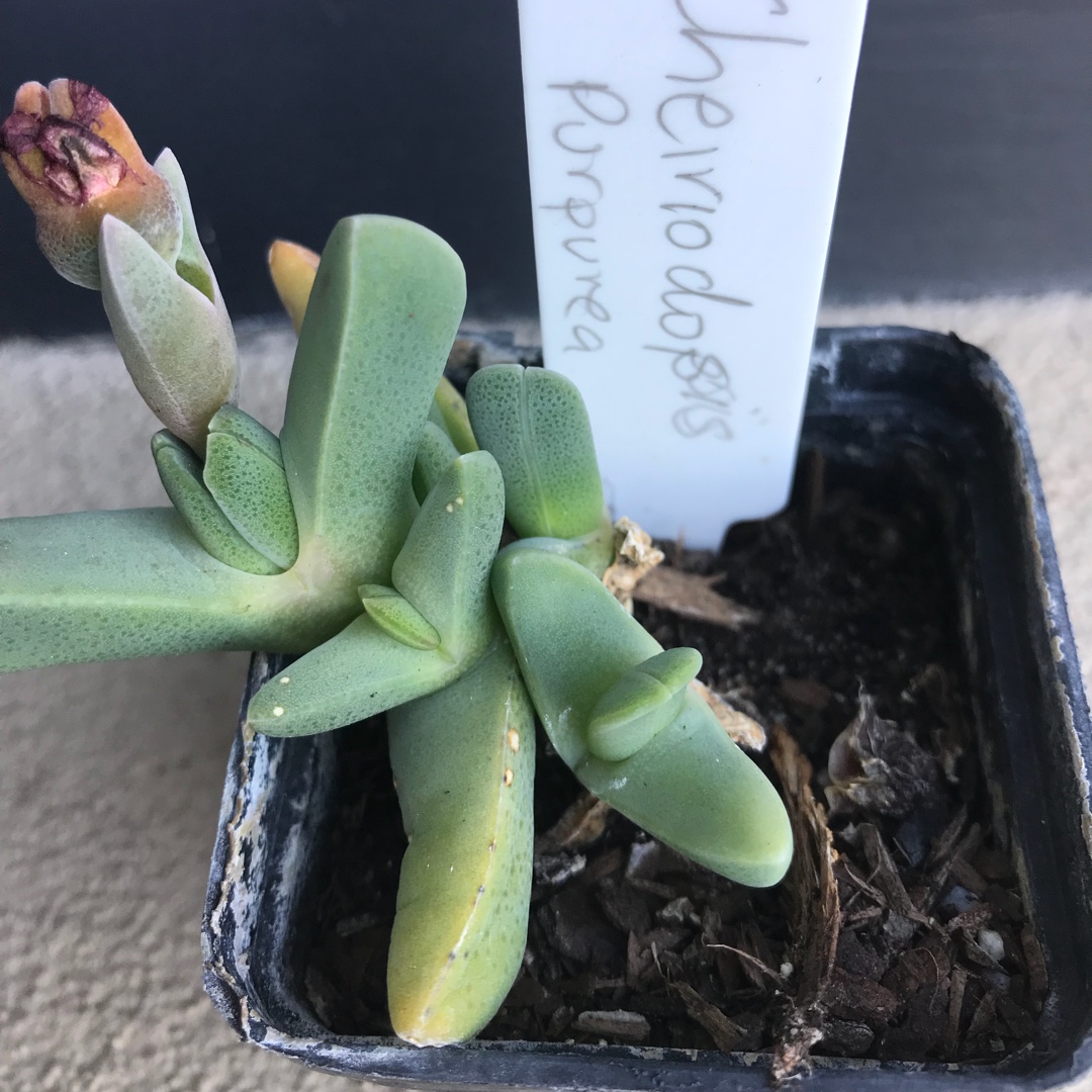 Cheiridopsis Purpurea in the GardenTags plant encyclopedia Cheiridopsis Purpurea in the GardenTags plant encyclopedia