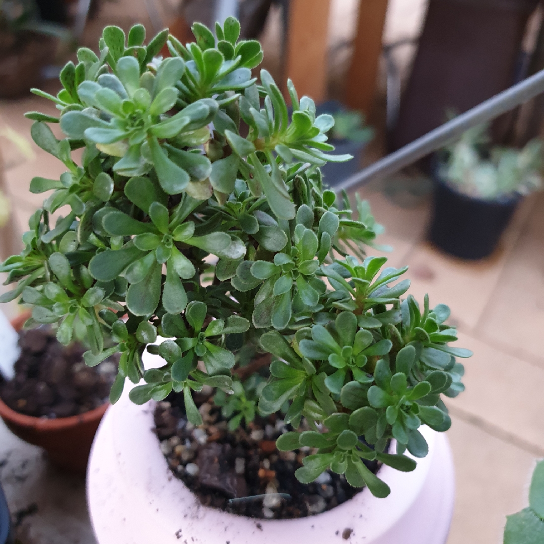 Aeonium Saundersii in the GardenTags plant encyclopedia Aeonium Saundersii in the GardenTags plant encyclopedia