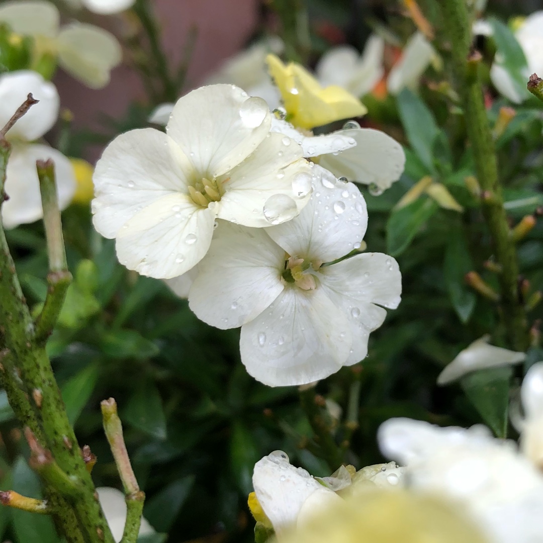 Wallflower Rysi Moon in the GardenTags plant encyclopedia