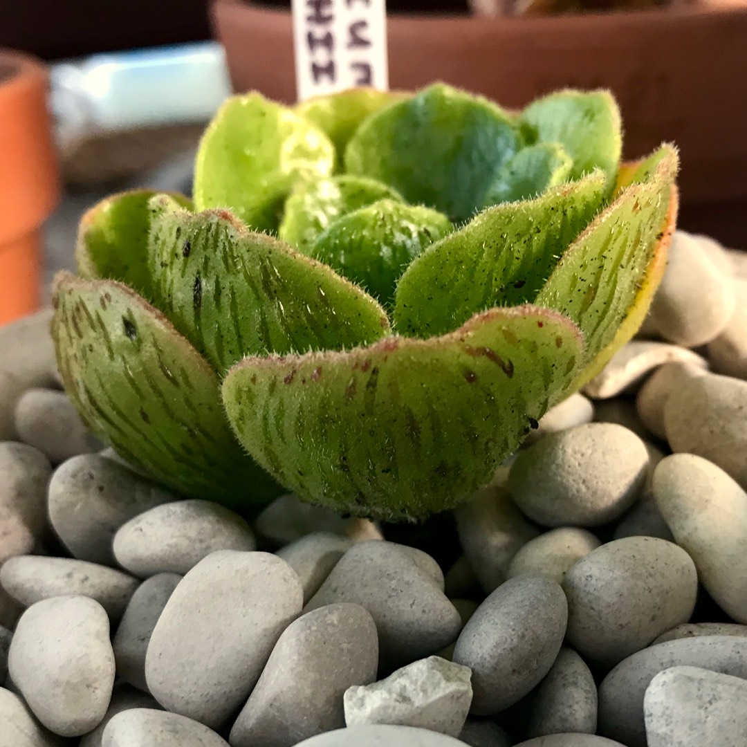 Aeonium Smithii Hybrid in the GardenTags plant encyclopedia Aeonium Smithii Hybrid in the GardenTags plant encyclopedia