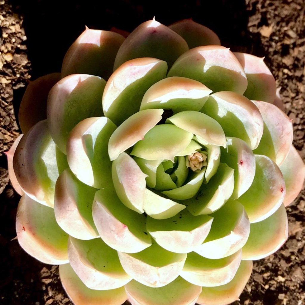Echeveria Elegans Alba in the GardenTags plant encyclopedia Echeveria Elegans Alba in the GardenTags plant encyclopedia