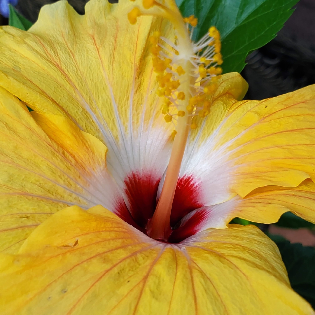 Hibiscus rosa-sinensis Yellow Giant in the GardenTags plant encyclopedia Tropical Hibiscus Yellow Giant in the GardenTags plant encyclopedia