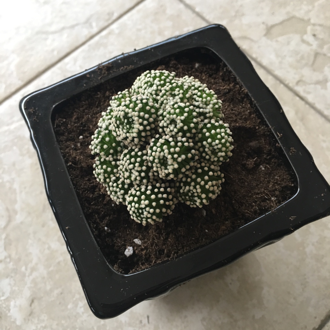 Mammillaria luethyi in the GardenTags plant encyclopedia Mammillaria luethyi in the GardenTags plant encyclopedia