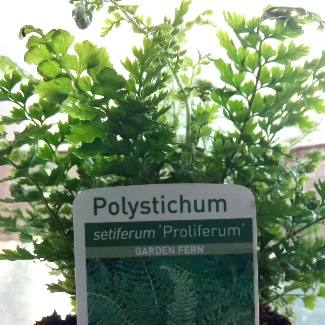 Polystichum Setiferum Proliferum syn. Polystichum angulare in the GardenTags plant encyclopedia Soft Shield Fern Proliferum in the GardenTags plant encyclopedia