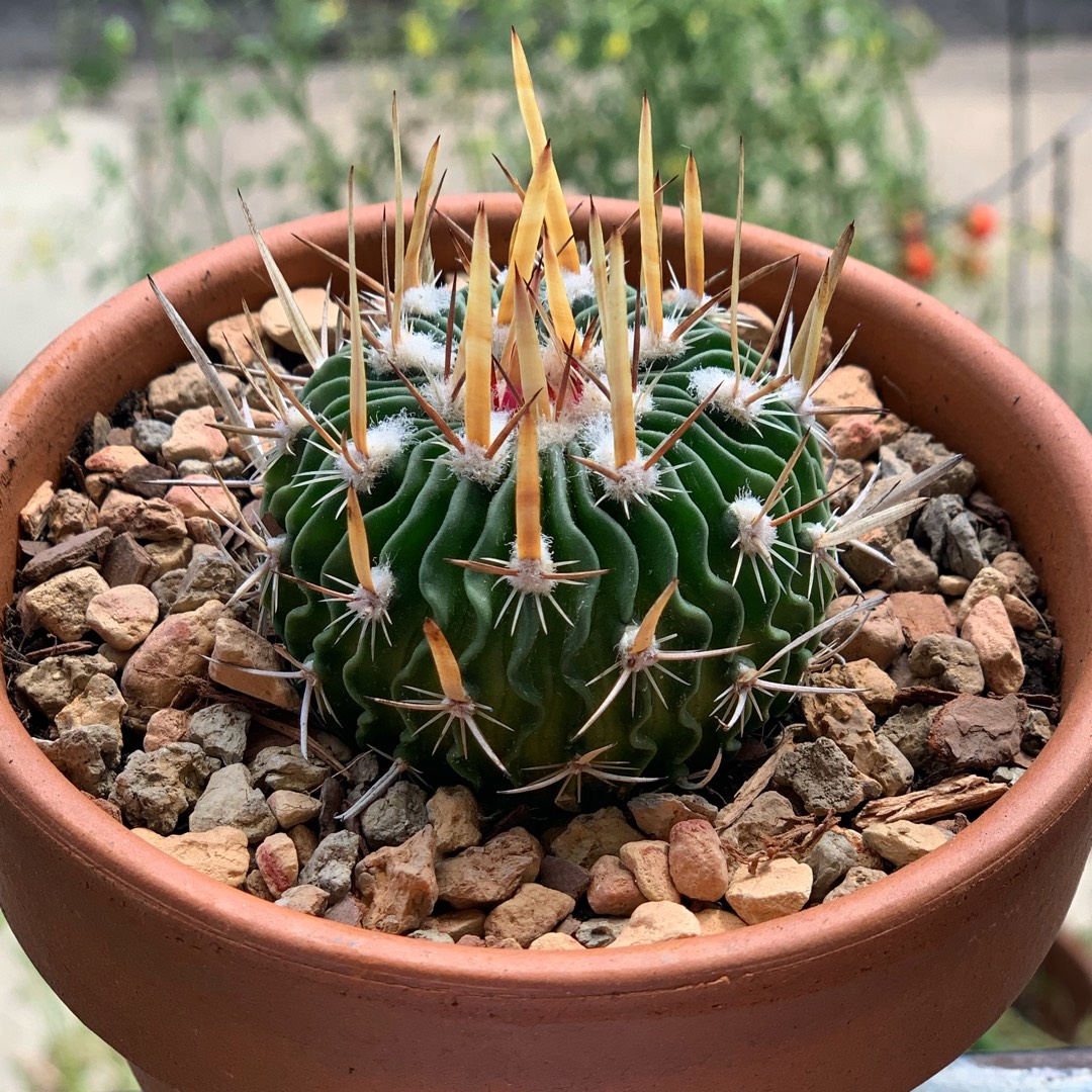 Stenocactus crispatus syn.Echinofossulocactus lamellosus,Stenocactus lamellosus in the GardenTags plant encyclopedia Stenocactus crispatus in the GardenTags plant encyclopedia