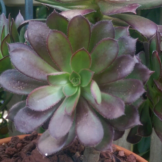 Aeonium Magnum in the GardenTags plant encyclopedia Aeonium Magnum in the GardenTags plant encyclopedia
