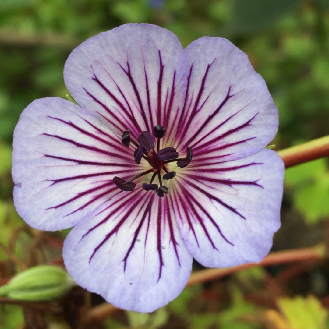 Geranium wallichianum Crystal Lake in the GardenTags plant encyclopedia Wallichs Cranesbill Crystal Lake in the GardenTags plant encyclopedia