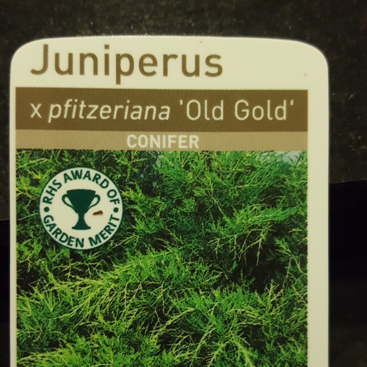 Juniperus x pfitzeriana Old Gold in the GardenTags plant encyclopedia Conifer in the GardenTags plant encyclopedia