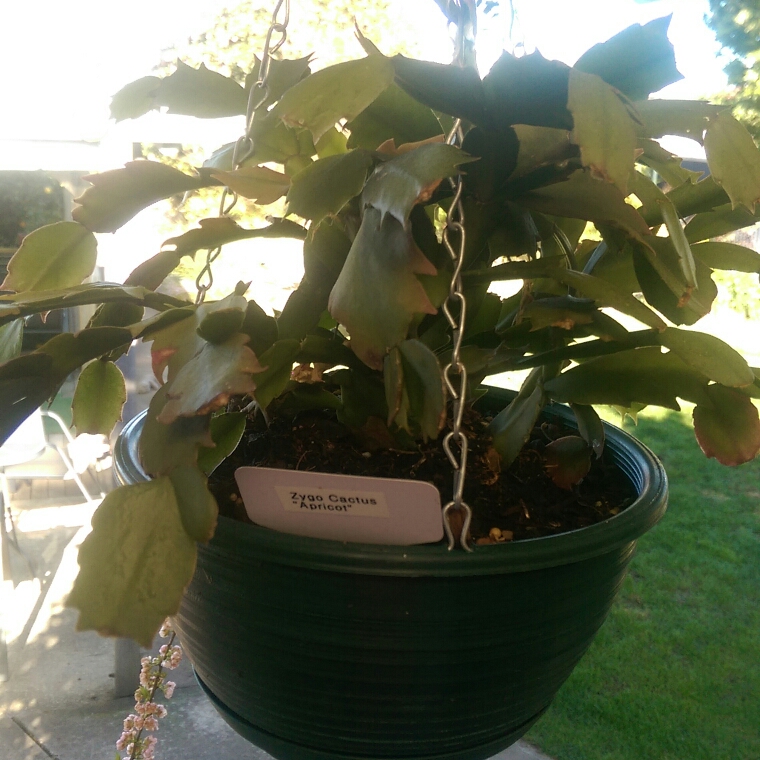 Schlumbergera x buckleyi Apricot in the GardenTags plant encyclopedia Zygocactus Apricot Christmas Cactus in the GardenTags plant encyclopedia