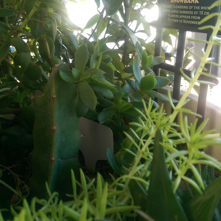 Epiphyllum snowbank in the GardenTags plant encyclopedia Orchid Cactus Snowbank in the GardenTags plant encyclopedia