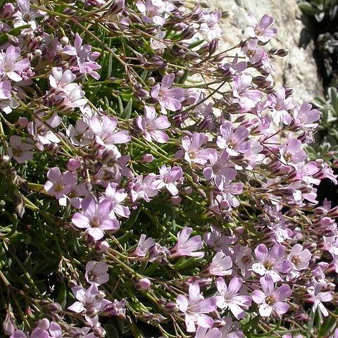 Gypsophila repens Rosea Schonheit in the GardenTags plant encyclopedia Creeping Babys Breath Rosea Schonheit in the GardenTags plant encyclopedia