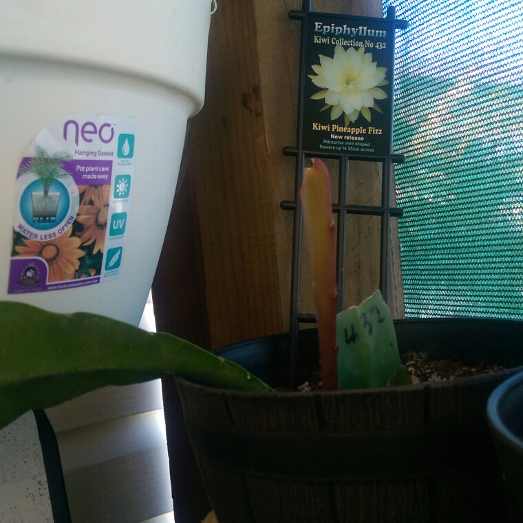 Epiphyllum kiwi pineapple fizz in the GardenTags plant encyclopedia Orchid Cactus Kiwi Pineapple Fizz in the GardenTags plant encyclopedia