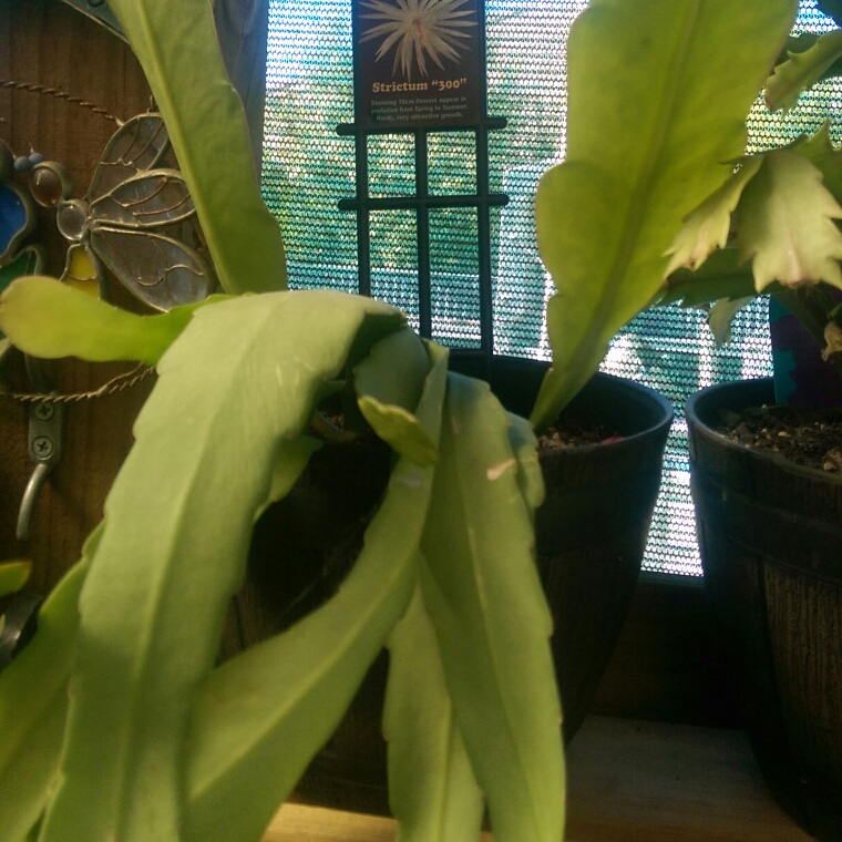 Epiphyllum Strictum 300 in the GardenTags plant encyclopedia