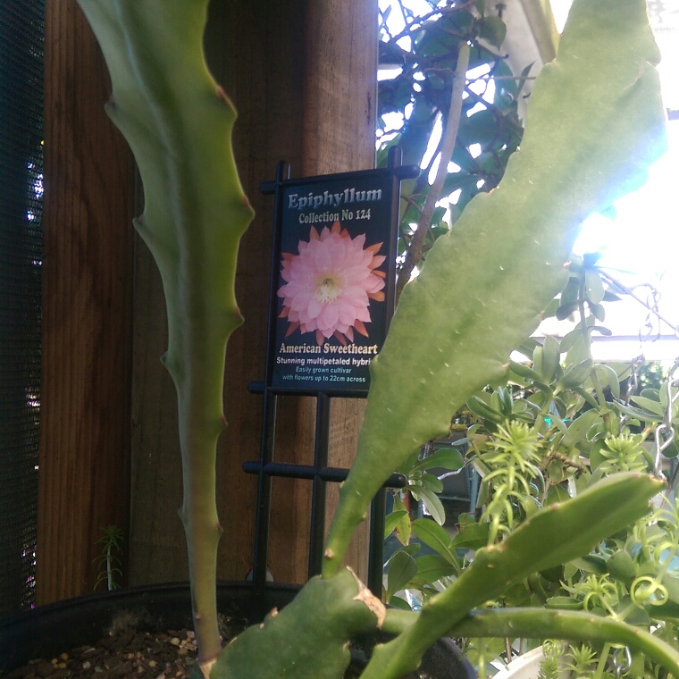 Epiphyllum american sweetheart in the GardenTags plant encyclopedia Epiphyllum American Sweetheart in the GardenTags plant encyclopedia