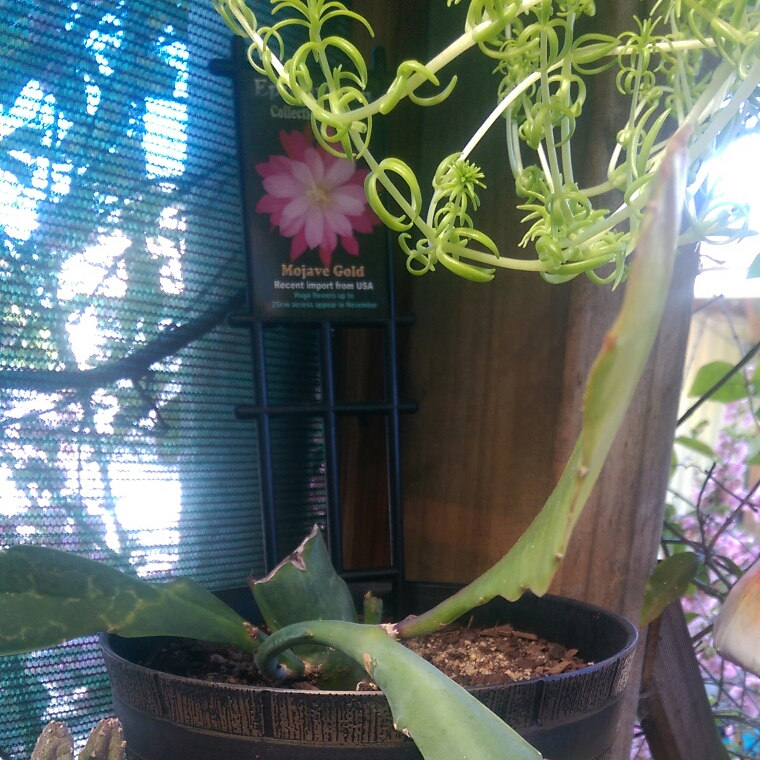 Epiphyllum mojave gold in the GardenTags plant encyclopedia Epiphyllum Mojave Gold in the GardenTags plant encyclopedia