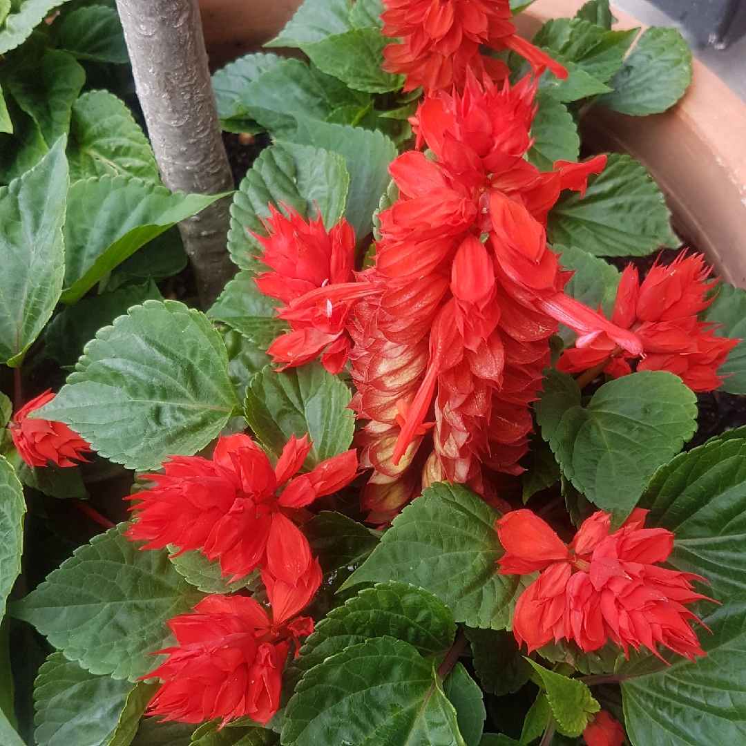 Salvia splendens in the GardenTags plant encyclopedia Scarlet Sage in the GardenTags plant encyclopedia