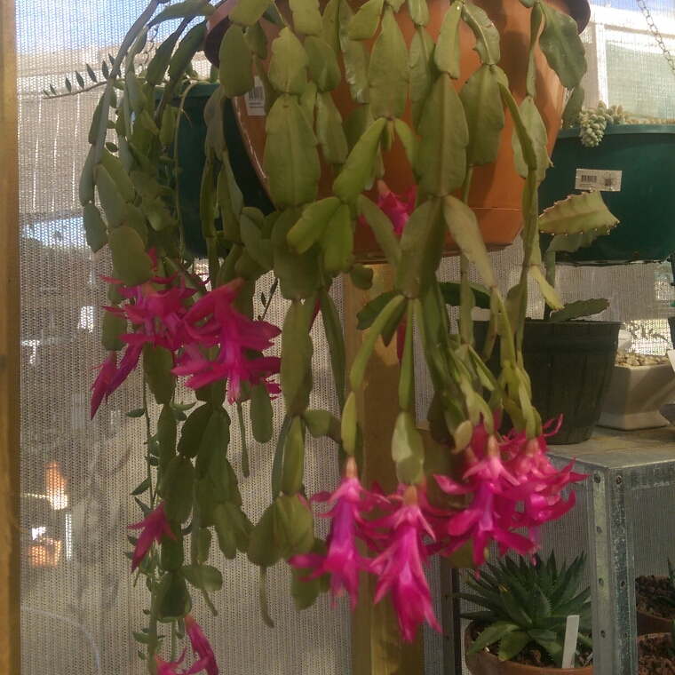 Schlumbergera Bright Pink in the GardenTags plant encyclopedia Zygocactus Bright Pink in the GardenTags plant encyclopedia