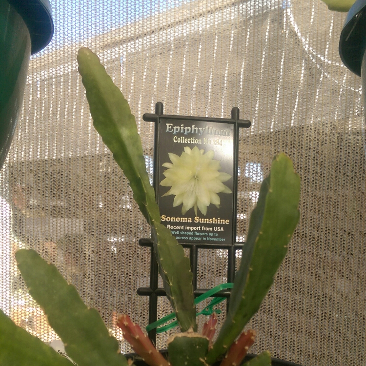 Epiphyllum sonoma sunshine in the GardenTags plant encyclopedia Epiphyllum Sonoma Sunshine in the GardenTags plant encyclopedia