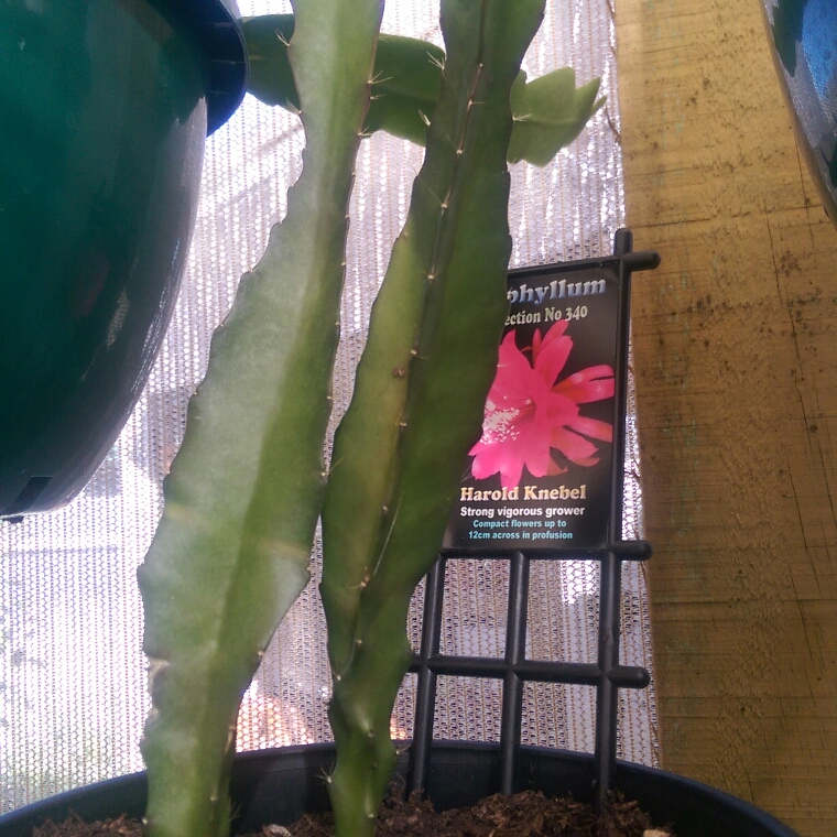 Epiphyllum harold knebel in the GardenTags plant encyclopedia Orchid Cactus Harold Knebel in the GardenTags plant encyclopedia