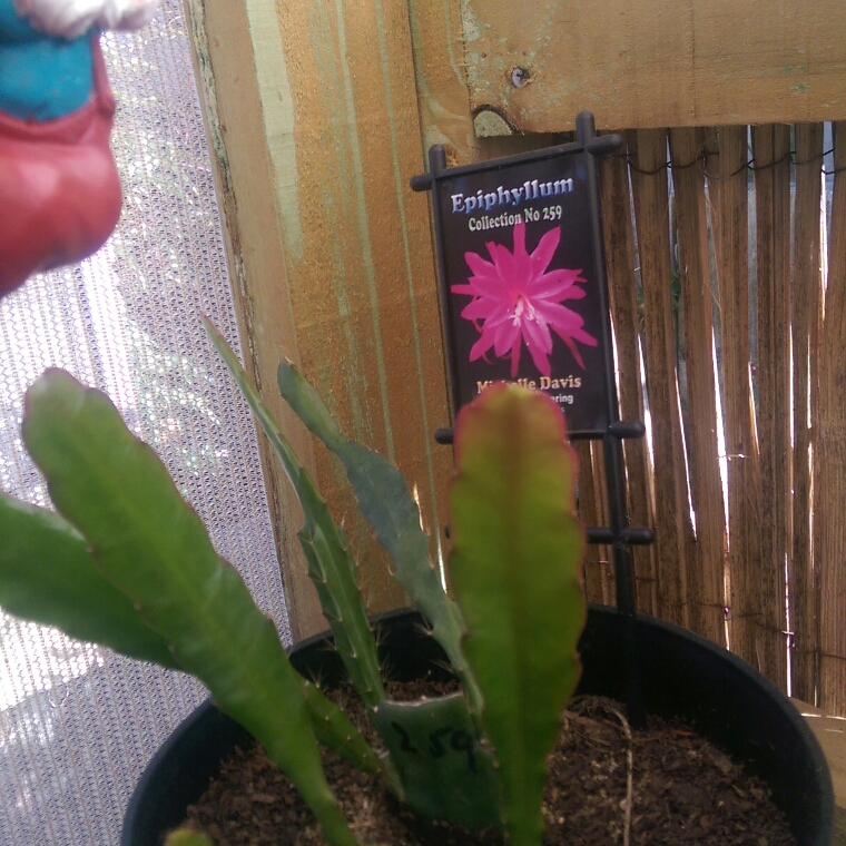 Epiphyllum michelle davis in the GardenTags plant encyclopedia Epiphyllum Michelle Davis in the GardenTags plant encyclopedia