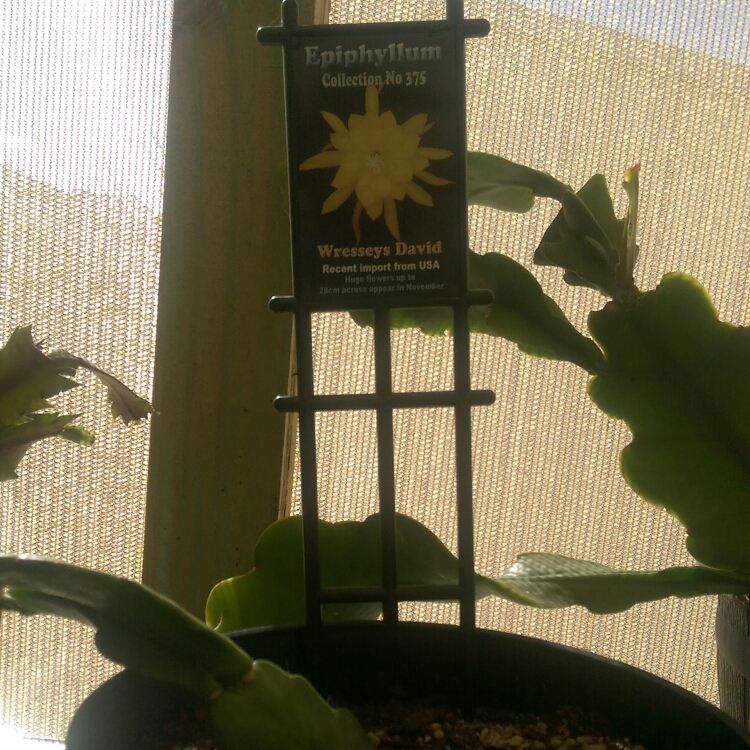 Epiphyllum wressys david in the GardenTags plant encyclopedia Epiphyllum Wressys David in the GardenTags plant encyclopedia