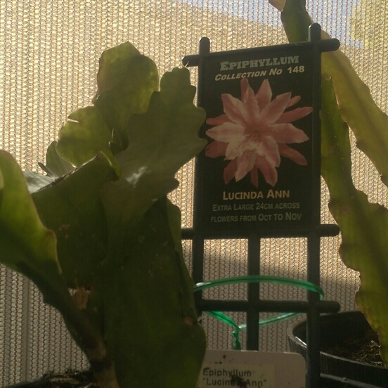 Epiphyllum lucinda ann in the GardenTags plant encyclopedia Epiphyllum Lucinda Ann in the GardenTags plant encyclopedia