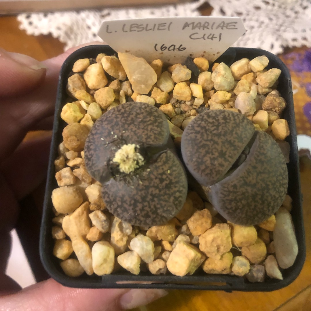 Lithops Lesliei var. Mariae in the GardenTags plant encyclopedia Living Stones Lesliei Mariae in the GardenTags plant encyclopedia