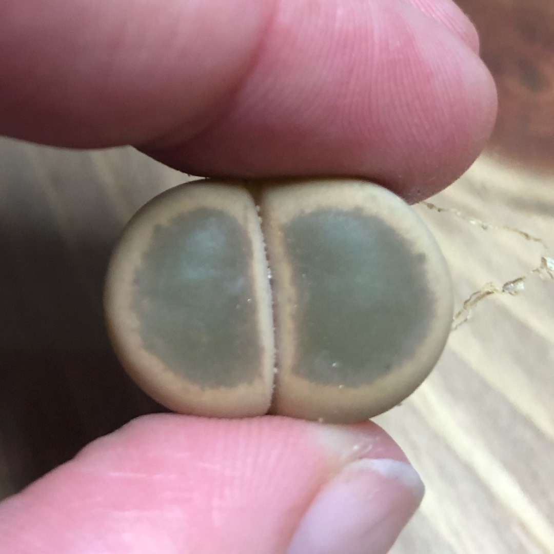 Lithops Dinteri var. Brevis in the GardenTags plant encyclopedia Living Stones Dinteri Brevis in the GardenTags plant encyclopedia