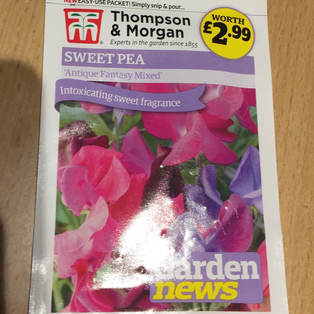 Lathyrus Odoratus Antique Fantasy Mixed in the GardenTags plant encyclopedia Sweet Pea Antique Fantasy Mixed (Mix) in the GardenTags plant encyclopedia