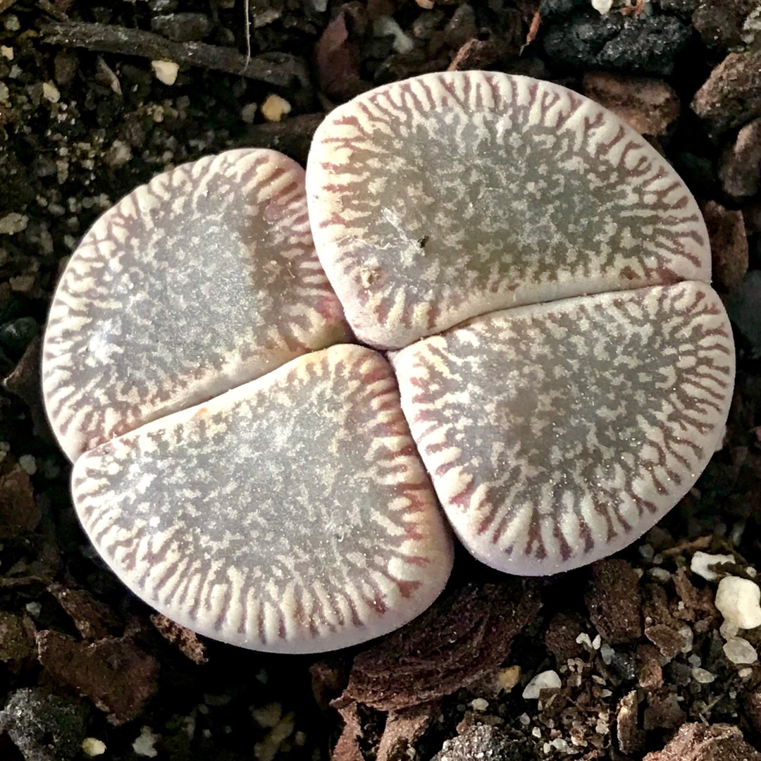 Lithops Aucampiae var. Fluminalis in the GardenTags plant encyclopedia Living Stones Aucampiae Fluminalis in the GardenTags plant encyclopedia